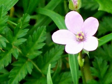Un Erodium